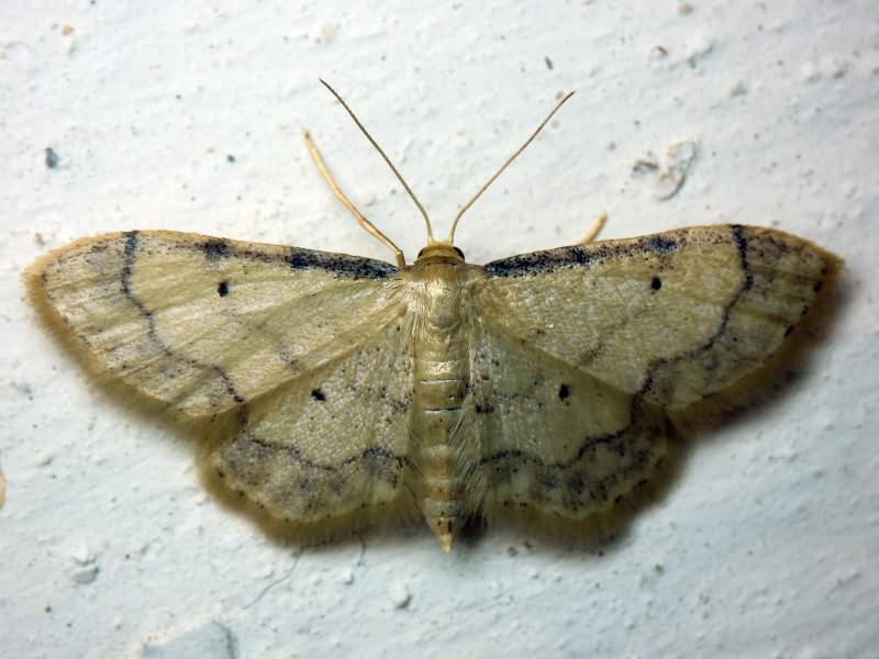 Idaea politaria (Hübner, 1799)